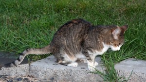 Kedilerde Gençlik Hastalığı Feline panleukopenia
