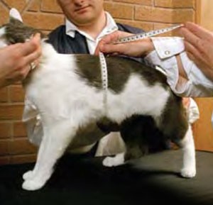 kedilerde obezite şişmanlık