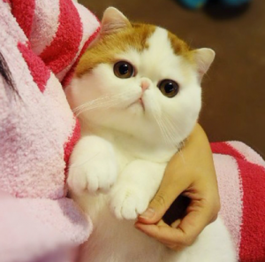 Exotic-Shorthair