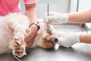 Kedi ve Köpeklerde Conjunctivitis (Konjonktivit)
